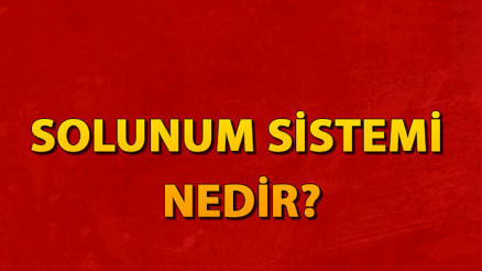 Solunum sistemi nedir Solunum sistemi organları ve hastalıkları nelerdir