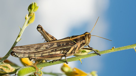 Şu an çekirge istilası nerede Çekirge istilasından kurtulmak için asırlık çözüm