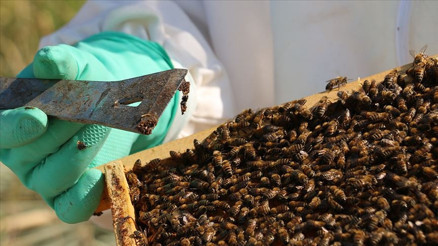 Propolis nedir Propolis faydaları ile dikkat çekiyor Propolis nedir Propolis faydaları ile dikkat çekiyor
