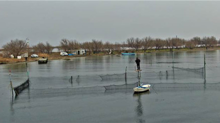 Binlerce yıllık yöntemle günde 1 ton balık yakalıyorlar