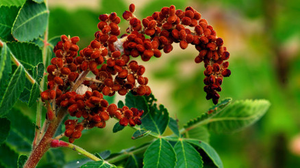 Sumak faydaları nedir Sumak bitkisi suyu ve sumağın faydaları dilden düşmüyor