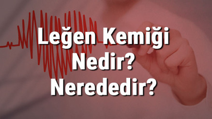 Leğen Kemiği Nedir Nerededir Leğen Kemiği Ağrısı, Kırığı Ve Tedavisi