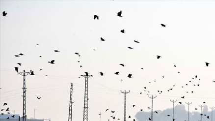 Koronavirüs günlerinde kuşların göçerliğine tanık olun önerisi