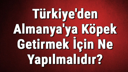Türkiyeden Almanyaya Köpek Getirmek İçin Ne Yapılmalıdır