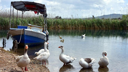 Sakin şehir Akyaka ördeklere kaldı