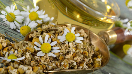 Kasları gevşetiyor, uykusuzluğu önlüyor… Evde papatya çayı nasıl yapılır