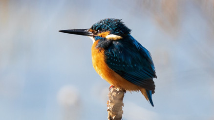 Onlar göçüyor, Sivaslı fotoğrafçı onları deklanşörle avlıyor