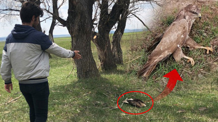 Karsta korkutan olay 7 şahin toplu halde ölü bulundu...