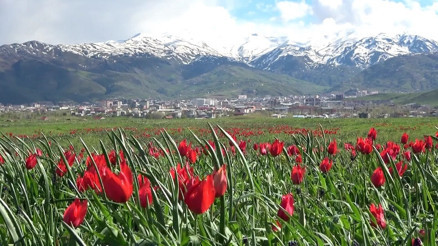 Muş lalelerini ziyarete koronavirüs engeli