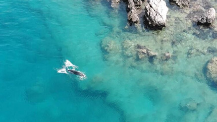 Akdeniz foku, Üç Adalarda böyle görüntülendi