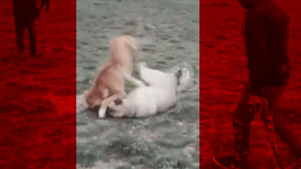 Dehşete düşüren görüntüler ardından harekete geçildi