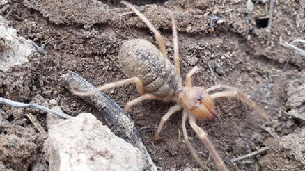 Sivasta etçil sarıkız örümceği görüntülendi