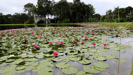 Rengarenk nilüferler çiçek açtı... Koparmanın cezası dudak uçuklatıyor