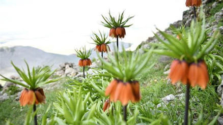 Kahramanmaraşta ağlayan gelinler tam bir görsel şölen oluşturuyor