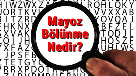 Mayoz Bölünme Nedir Mayoz Bölünme Evreleri Ve Özellikleri