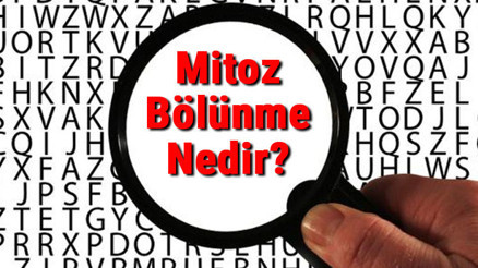 Mitoz Bölünme Nedir Mitoz Bölünme Evreleri Ve Özellikleri Mitoz Bölünme Nedir Mitoz Bölünme Evreleri Ve Özellikleri
