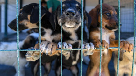 Bayramda hayvanlar unutulmadı