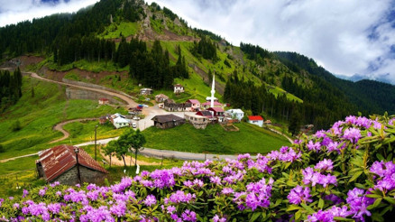 Karadeniz yaylalarını, ormangülü süsledi