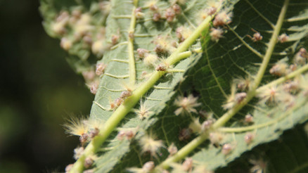 Büyük tehlike Karadenizde başladı, İstanbul ve Trakyaya yayıldı