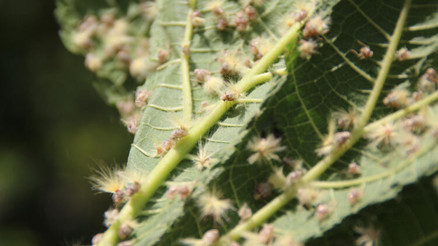 Karadenizde zararlı kelebek tehlikesi artıyor Karadenizde zararlı kelebek tehlikesi artıyor