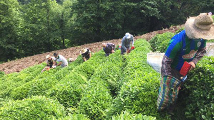 Koronavirüse yakalanan üreticinin çayını komşuları topladı