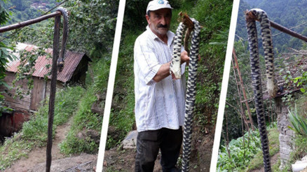 Karadenizde yılan tehlikesi vatandaşları tedirgin ediyor