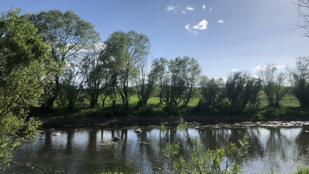 Kars’ta sarı çiçek açtı