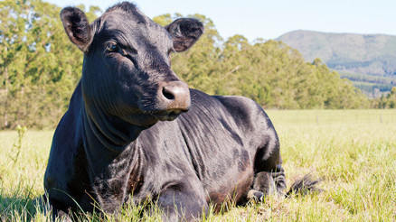 Bursada yetiştirilmeye başlandı... Etinin kilosu 1000 dolar Bursada yetiştirilmeye başlandı... Etinin kilosu 1000 dolar