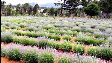 İlçe ekonomisine lavanta katkısı