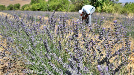 Hollanda’ya lavanta ihracatı Hollanda’ya lavanta ihracatı