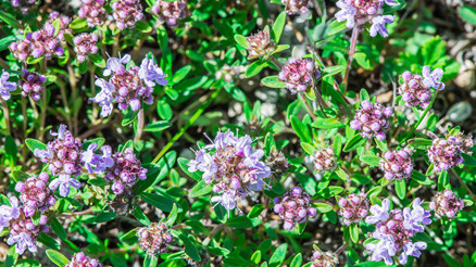 Kekik suyu nasıl yapılır Kekik suyu nasıl yapılır