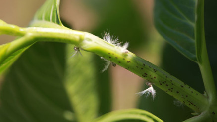 Vampir kelebek kabusu Vampir kelebek kabusu