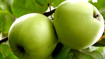 Gençlik iksiri yeşil elma