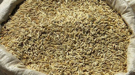 Teff tohumu nedir Teff çayının zararları nelerdir