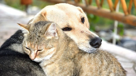 Hepsine kocaman alkış Hayvanları Koruma Günü’ne özel kampanyalar