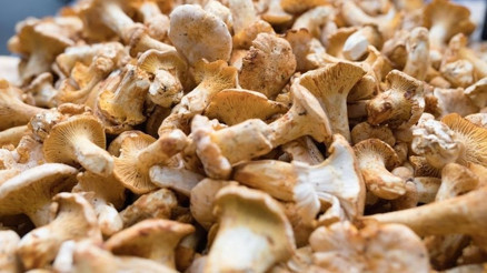 Mantar zehirlenmeleri organ nakline kadar götürebiliyor