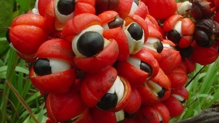 Kilo vermede yeni besin desteği: Guarana