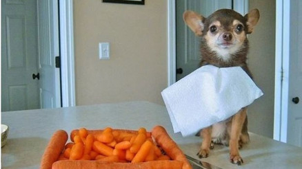 En komik hayvan fotoğrafları bir arada