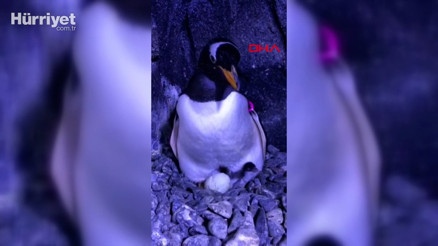 Türkiyenin bebek kutup pengueni dünyaya geldi