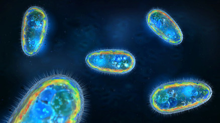 Beyin yiyen amip ile ilgili tüm ayrıntılar Beyin yiyen amip nedir