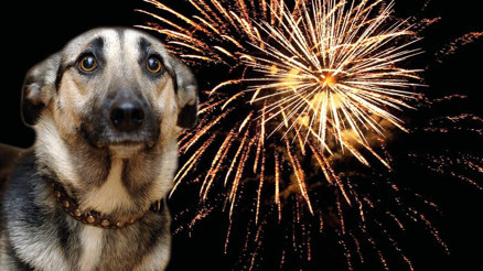 İnsanlara eğlence hayvanlara mahşer