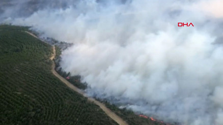 Forest fire erupts in Çanakkales Gelibolu