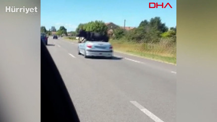 Fransada kaçan boğa araca bindirilerek sahibine teslim edildi