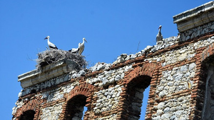 Edirnede tarihi binalar leyleklerin yuvası oldu