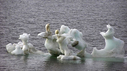 Kutup ayılarının nesli bu yüzyıl içinde tükenebilir