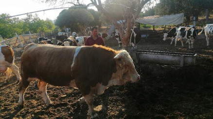 1 ton 200 kiloluk kurbanlık boğa araba fiyatına satılıyor