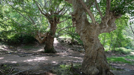 870 yıllık anıt çınar ağaçları yazı tahtasına döndü