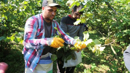 Orduda fındık hasadı erken başladı