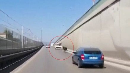 Kaçan boğa, trafikte sürücülere zor anlar yaşattı