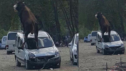 Samsunda kurbanlık boğa, park halindeki aracın üstüne çıktı